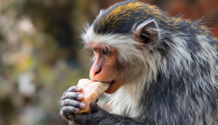 découvrez notre aperçu exclusif sur la viande de singe, une production saisonnière innovante cet été. explorez les enjeux, les méthodes de culture et les perspectives d'avenir de cette viande controversée dans notre article approfondi.